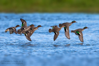 Eurasian Teal (Anas crecca)