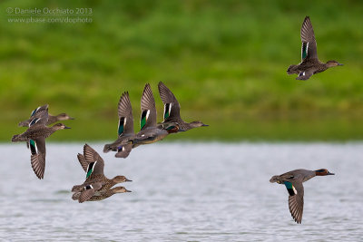 Eurasian Teal (Anas crecca)