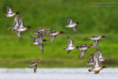 Eurasian Teal (Anas crecca)