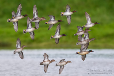 Eurasian Teal (Anas crecca)