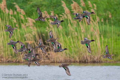 Eurasian Teal (Anas crecca)