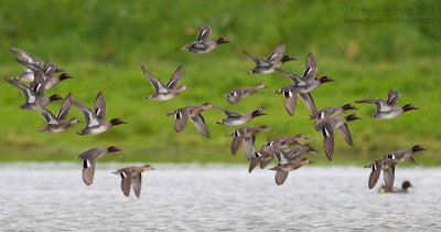 Eurasian Teal (Anas crecca)