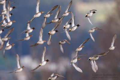 Eurasian Teal (Anas crecca)