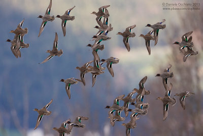 Eurasian Teal (Anas crecca)