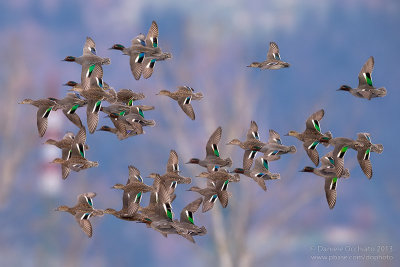 Eurasian Teal (Anas crecca)