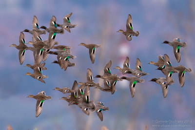 Eurasian Teal (Anas crecca)