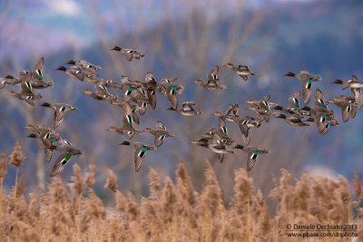 Eurasian Teal (Anas crecca)