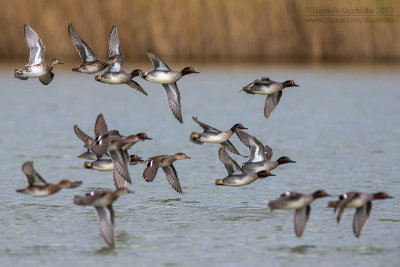 Eurasian Teal (Anas crecca)