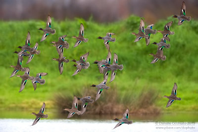 Eurasian Teal (Anas crecca)