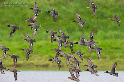 Eurasian Teal (Anas crecca)