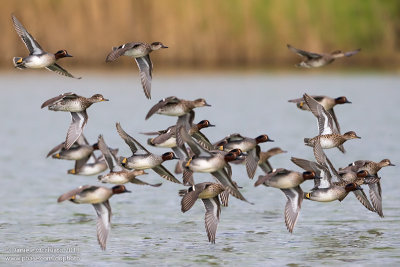 Eurasian Teal (Anas crecca)
