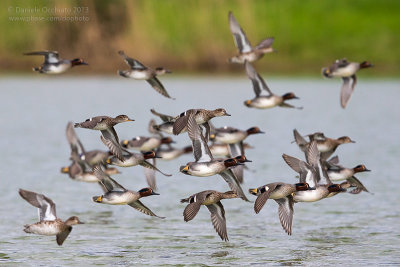 Eurasian Teal (Anas crecca)