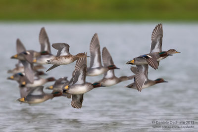 Eurasian Teal (Anas crecca)