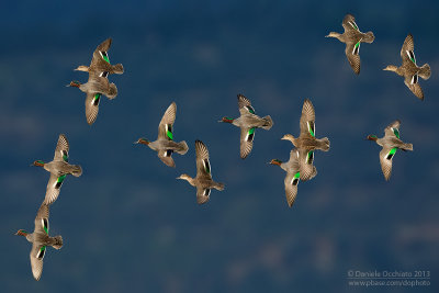 Eurasian Teal (Anas crecca)
