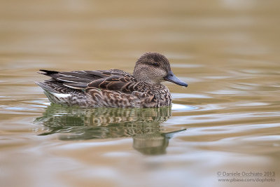 Eurasian Teal (Anas crecca)
