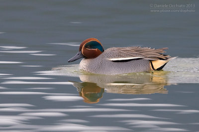 Eurasian Teal (Anas crecca)
