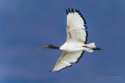 Sacred Ibis (Threskiornis aethiopicus)