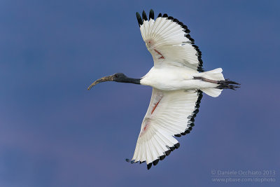 Sacred Ibis (Threskiornis aethiopicus)