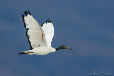 Sacred Ibis (Threskiornis aethiopicus)