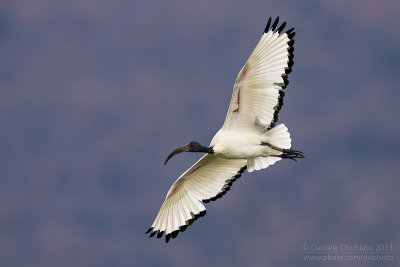 Sacred Ibis (Threskiornis aethiopicus)