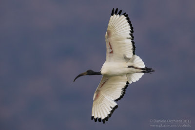 Sacred Ibis (Threskiornis aethiopicus)