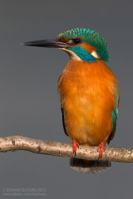 Common Kingfisher (Alcedo atthis)