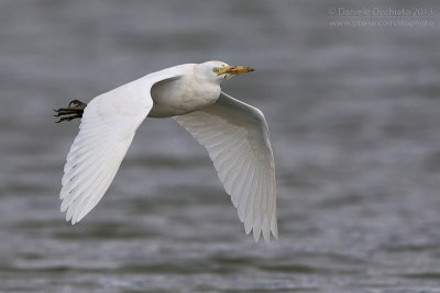 Cattle Egret (Bubulcus ibis)