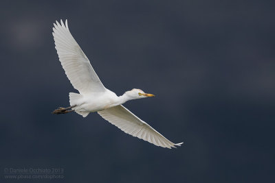 Cattle Egret (Bubulcus ibis)