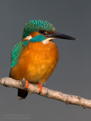 Common Kingfisher (Alcedo atthis)
