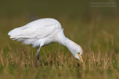 Cattle Egret (Bubulcus ibis)