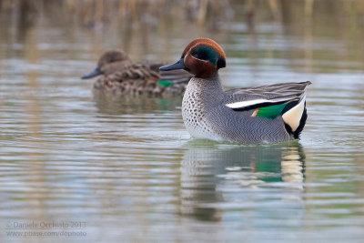 Eurasian Teal (Anas crecca)