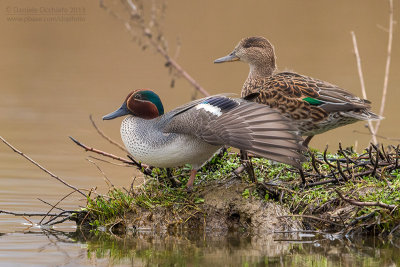Eurasian Teal (Anas crecca)