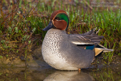 Eurasian Teal (Anas crecca)