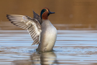 Eurasian Teal (Anas crecca)