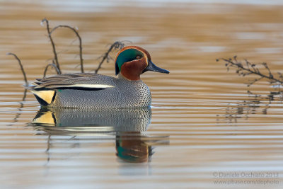 Eurasian Teal (Anas crecca)