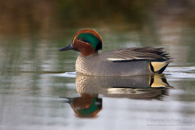 Eurasian Teal (Anas crecca)