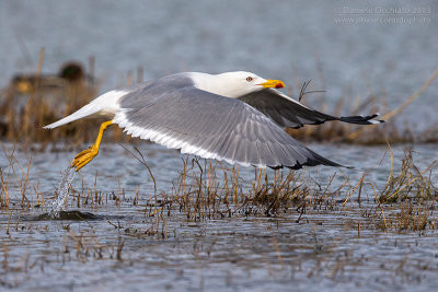 Yellow-legged Gull  (Larus michahellis)