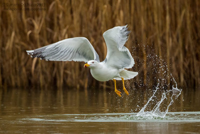 Yellow-legged Gull  (Larus michahellis)