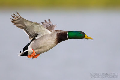 Mallard (Anas platyrhynchos)