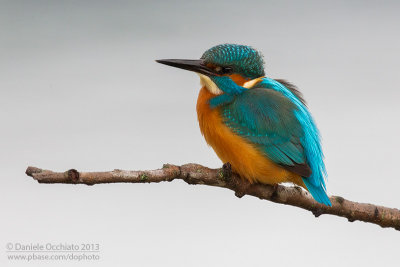 Common Kingfisher (Alcedo atthis)