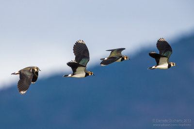 Northern Lapwing (Vanellus vanellus)