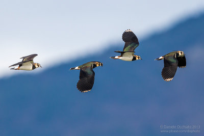 Northern Lapwing (Vanellus vanellus)