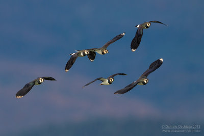 Northern Lapwing (Vanellus vanellus)