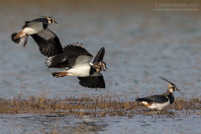 Northern Lapwing (Vanellus vanellus)