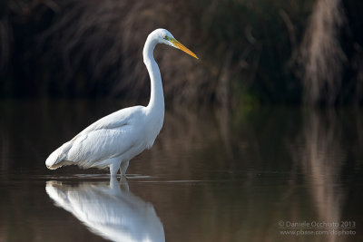 Great White Egret (Ardea alba)