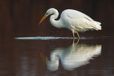 Great White Egret (Ardea alba)