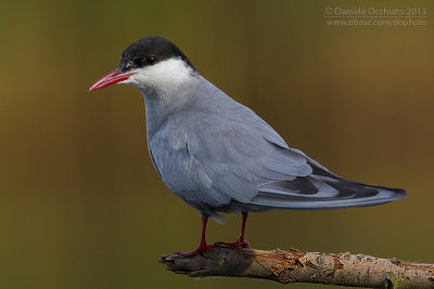 Whiskered Tern (Chlidonias hybrida)