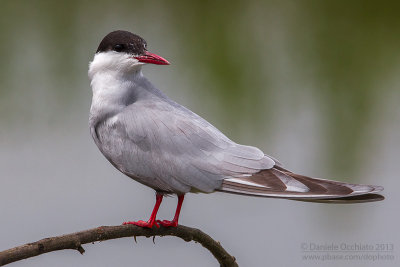 Whiskered Tern (Chlidonias hybrida)