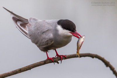 Whiskered Tern (Chlidonias hybrida)