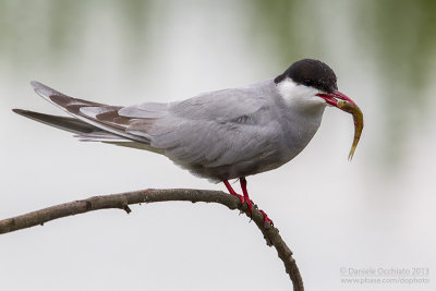 Whiskered Tern (Chlidonias hybrida)